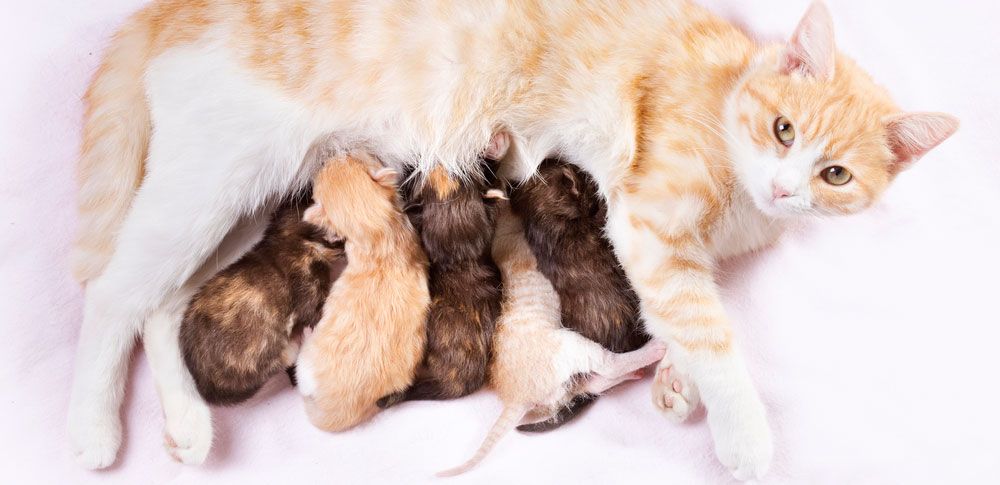 pasgeboren kittens