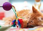 spelen met kat smal