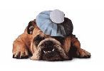 hoe-hond