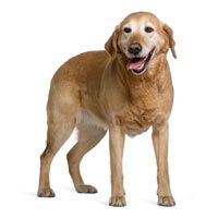 oude-hond