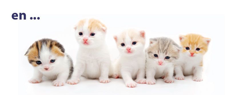 kittens