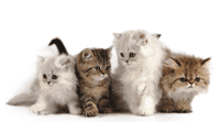 kittenclub