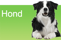 Hond 1