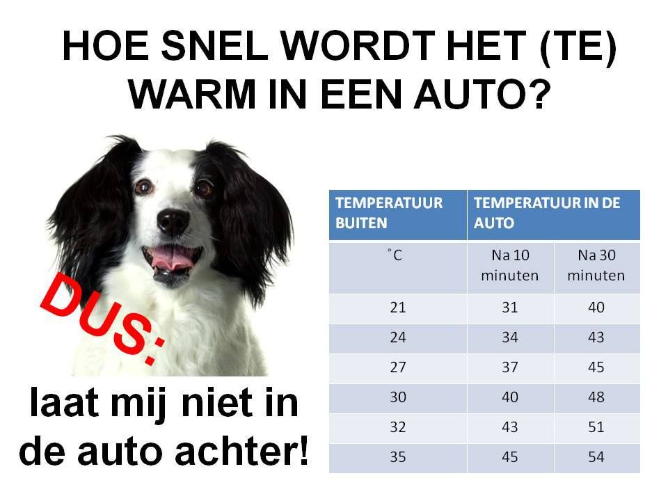 hond in auto