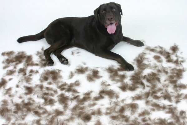 verharing haaruitval rui hond
