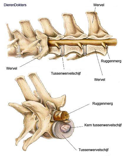 ruggenmerg.jpg