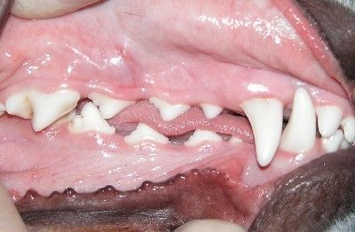 dentale score 0