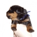 thumb_fokker.gif