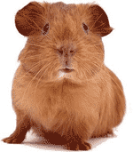 cavia-info.gif