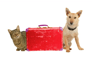 Hond en kat op reis