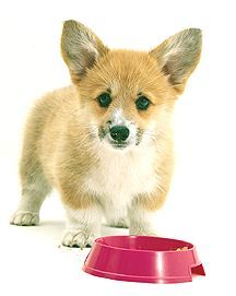 corgypup.jpg