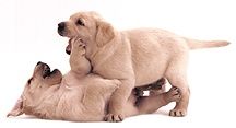 golden_pups-3.jpg