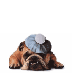 hoe-hond.gif