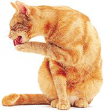 Kat-1-info.gif