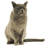 Zorg-oude-kat.gif