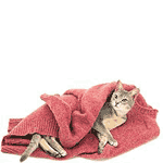 ehbo-kat.gif
