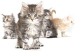 kitten-3.jpg