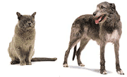 oude-hond-kat.png