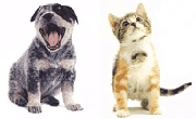 pup-en-kitten.png