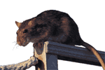 rat-info-2.gif