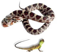 reptielen_2.jpg