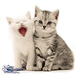 zorg-kitten.gif