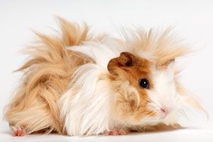 cavia