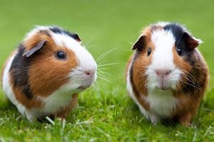 cavia gras