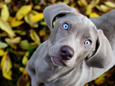 Super goed resterend astronomie Honden | 101 tips voor de zorg en verzorging van je hond