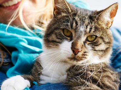 zuur Evaluatie tandarts Katten | Alles over verzorging en medische zorg