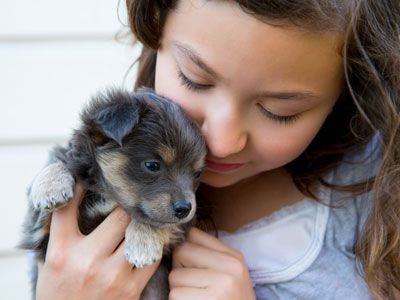 Leed compenseren Klagen Honden | 101 tips voor de zorg en verzorging van je hond