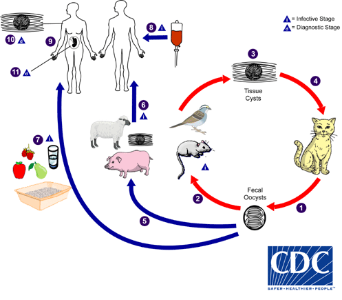 toxoplasma