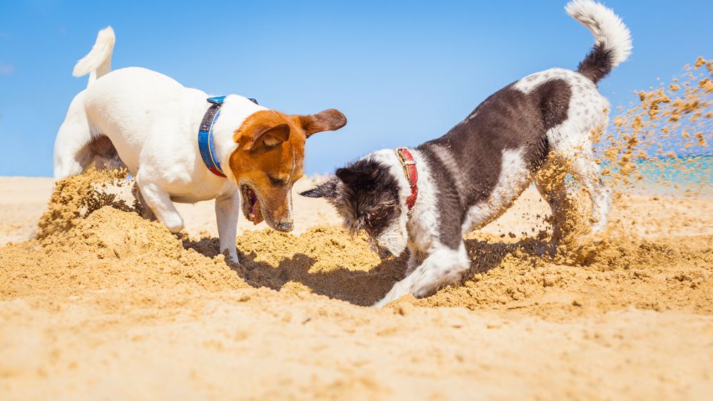 Reizen met - buitenland - vakantie | Dieren