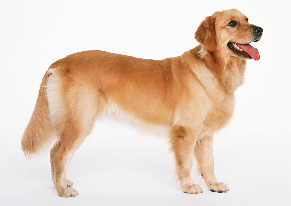 Keizer genetisch Zinloos Ouderdomskwalen | Verzorging oudere honden | Honden