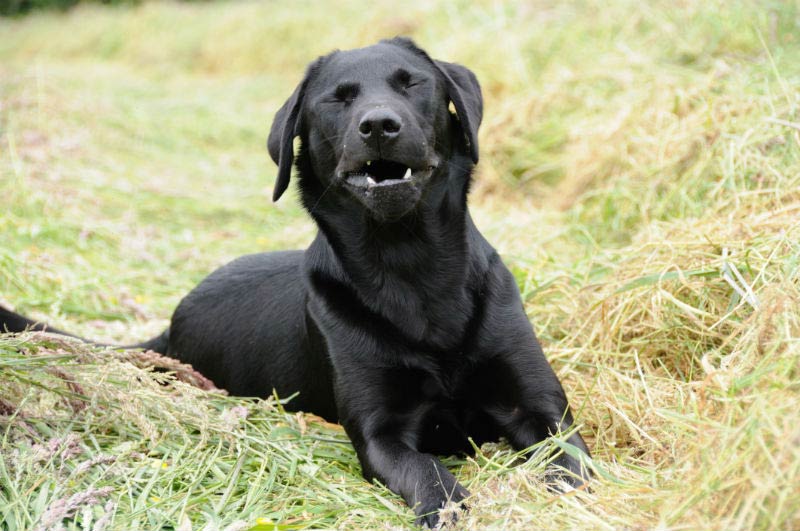 reverse sneezing hond