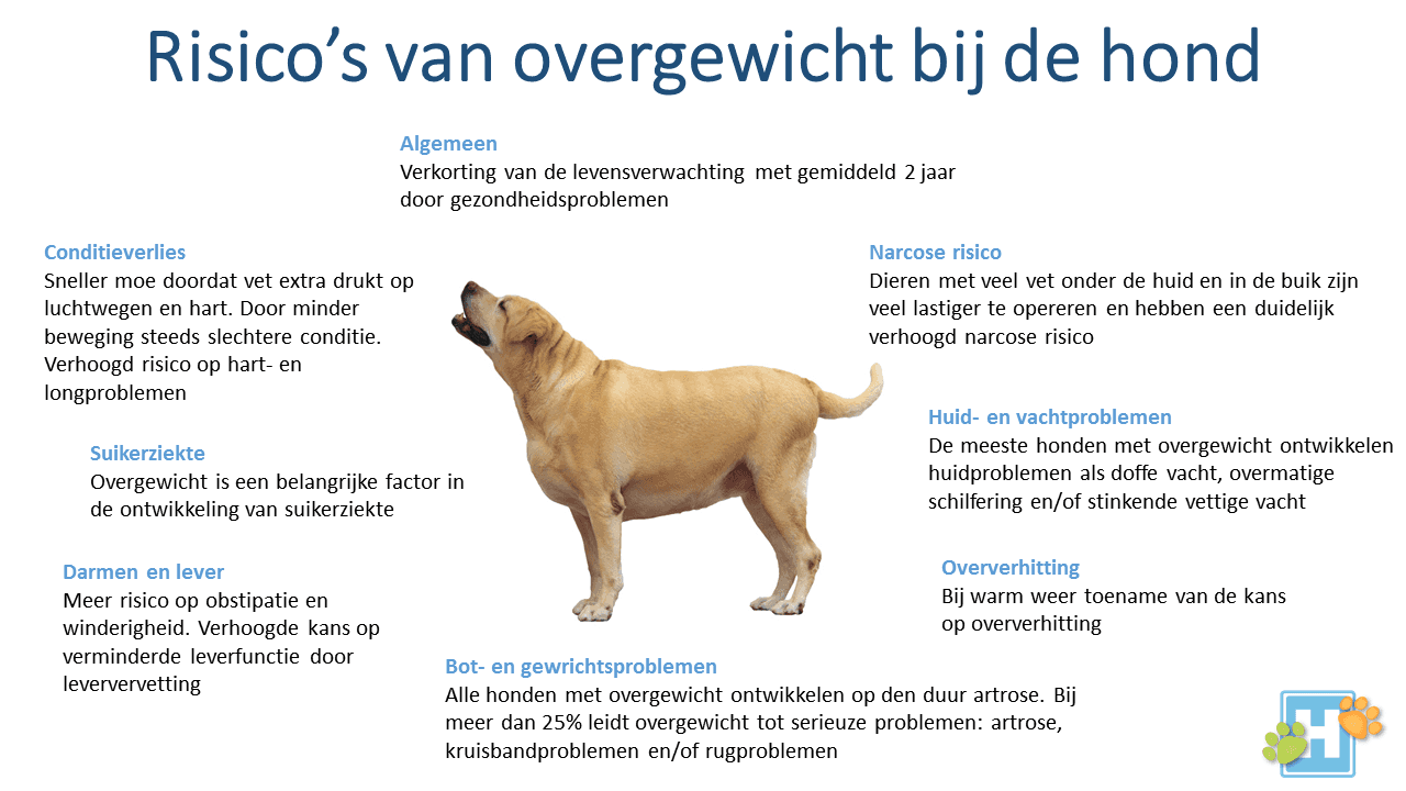 Overgewicht risico hond