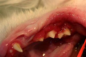 gingivitis-stomatitis-kat