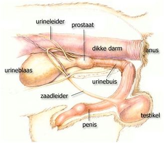 prostaat vergroting problemen hond