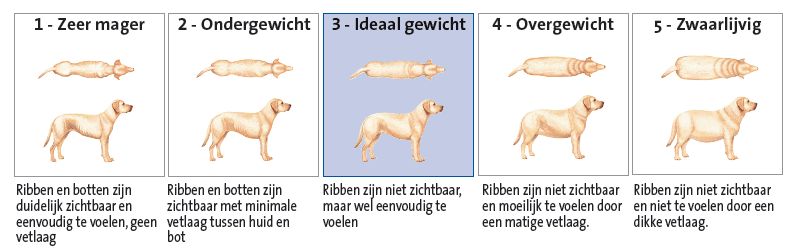 wacht vis Gewend aan Gewicht van de hond | Verzorging honden | Honden