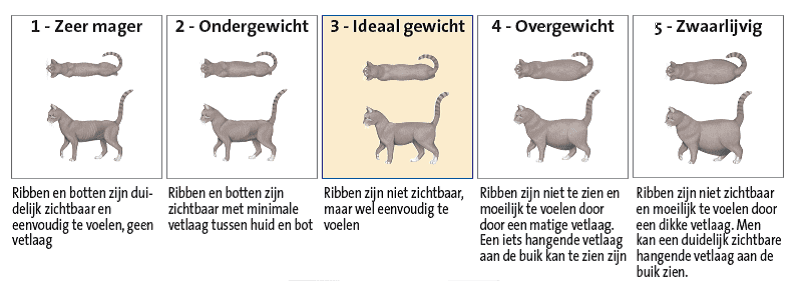 Verzadigen Ambassadeur driehoek Overgewicht bij katten - Hulp bij afvallen