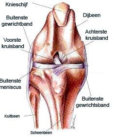 Normale-knie.jpg