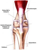 knie-normaal.jpg