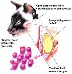 Garanti kirurg Monograph Abces - vechtabces bij de kat | Katten ziekten | Katten