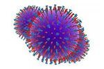 felv-kattenleukemie-virus