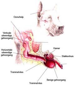 anatomie-oor.jpg