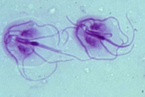 giardia parasiet