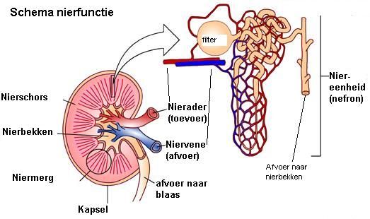 nieren.jpg