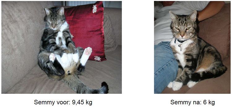 Kleverig plafond Vacature Overgewicht bij katten - Hulp bij afvallen