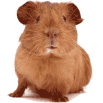 info-cavia.gif