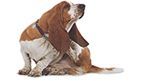 Basset (2).jpg